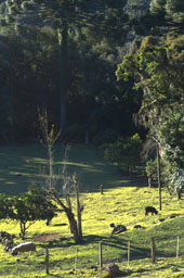 Gramado, montagne